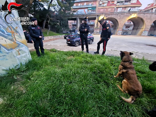 Falconara Marittima - Guida scooter rubato e  non si ferma all’alt dei carabinieri: preso